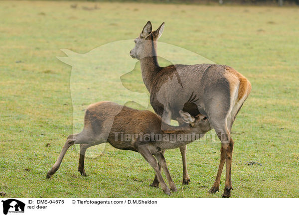 red deer / DMS-04575