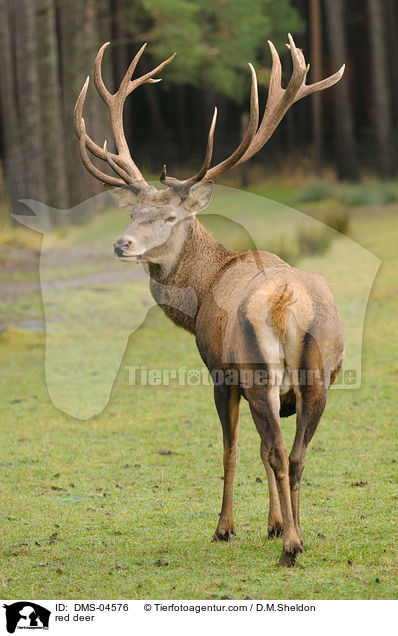 red deer / DMS-04576