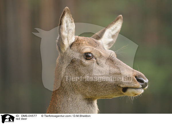 red deer / DMS-04577