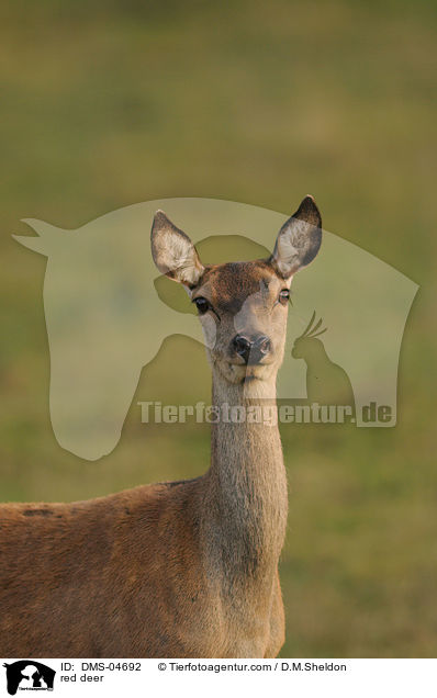 red deer / DMS-04692