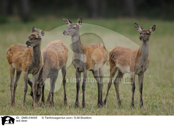 red deer / DMS-04695