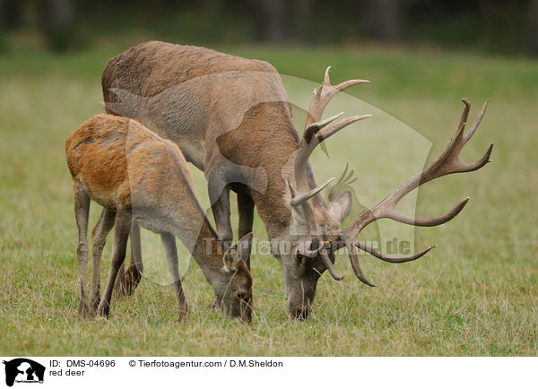 red deer / DMS-04696