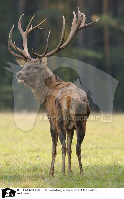 red deer / DMS-04728