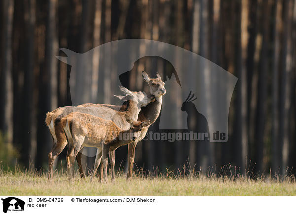 red deer / DMS-04729