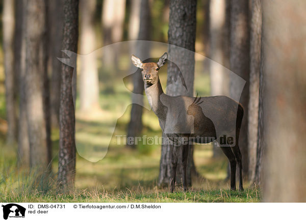 red deer / DMS-04731