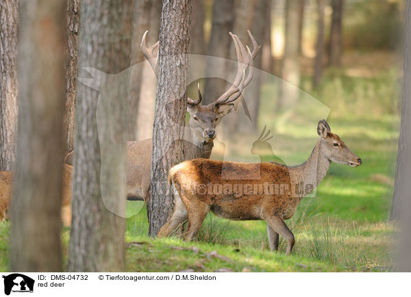 red deer / DMS-04732