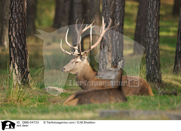 red deer / DMS-04733