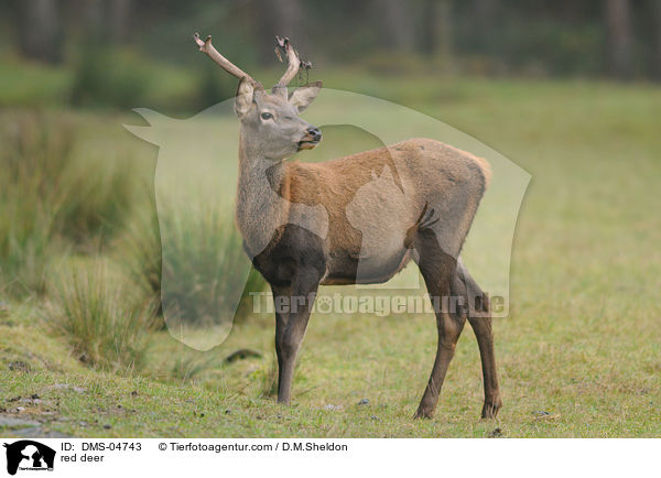 red deer / DMS-04743