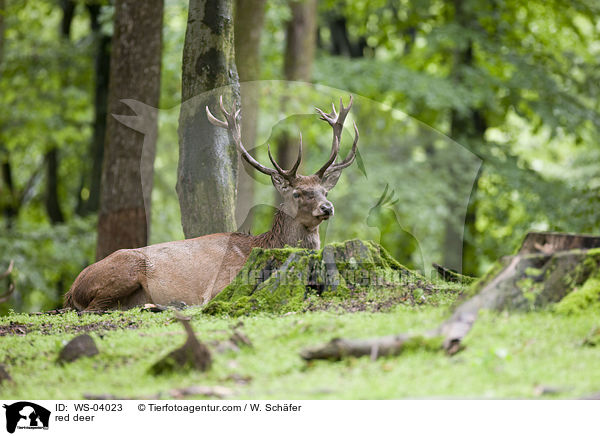red deer / WS-04023