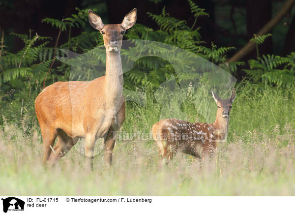 red deer / FL-01715