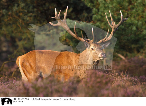 Rothirsch / red deer / FL-01735