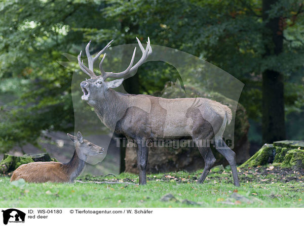 Rotwild / red deer / WS-04180
