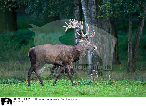 red deer / MBS-04529
