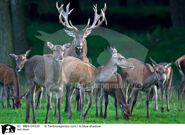 red deer / MBS-04530