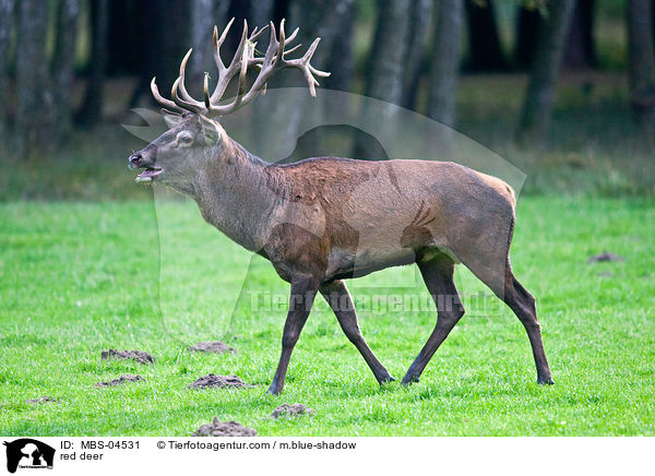red deer / MBS-04531