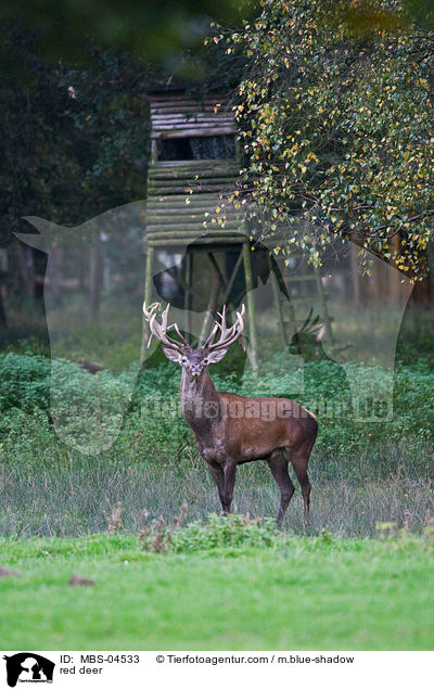 red deer / MBS-04533