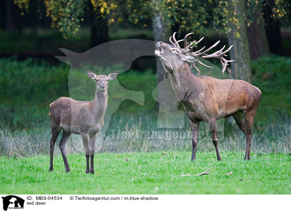 red deer / MBS-04534