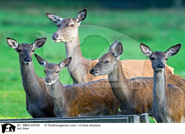 red deer / MBS-04536