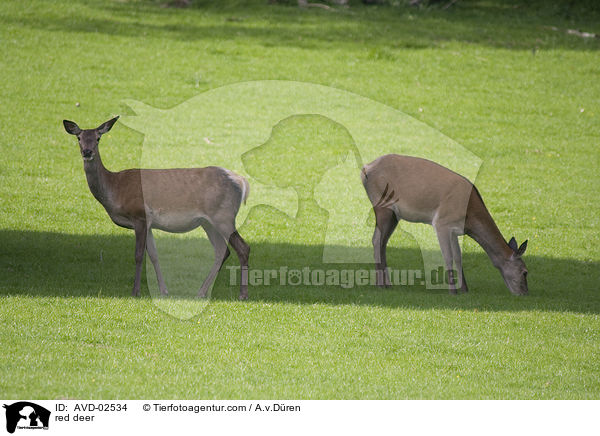 red deer / AVD-02534