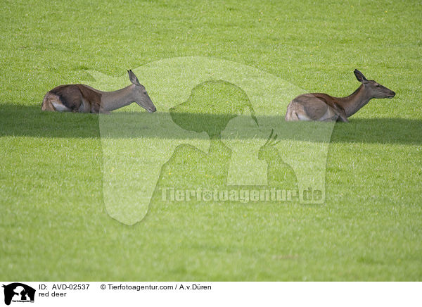 red deer / AVD-02537