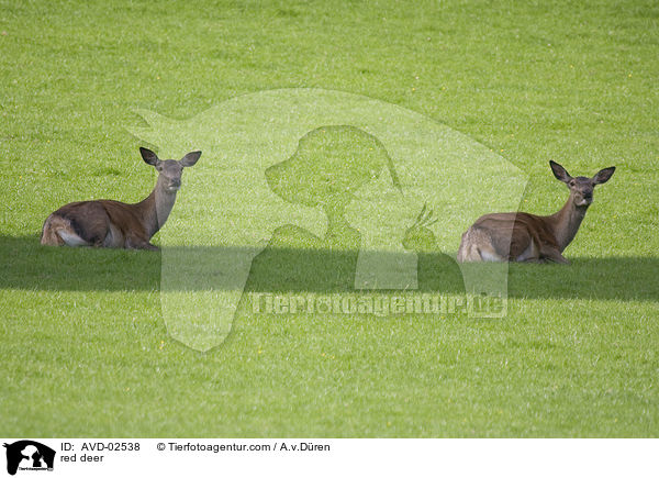 red deer / AVD-02538
