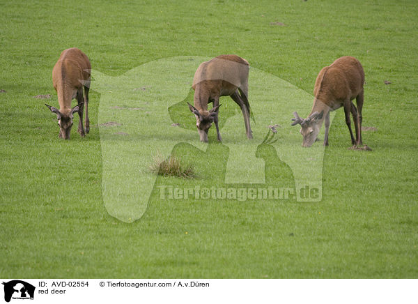red deer / AVD-02554
