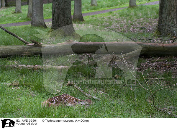 Rotwild Kitz / young red deer / AVD-02561