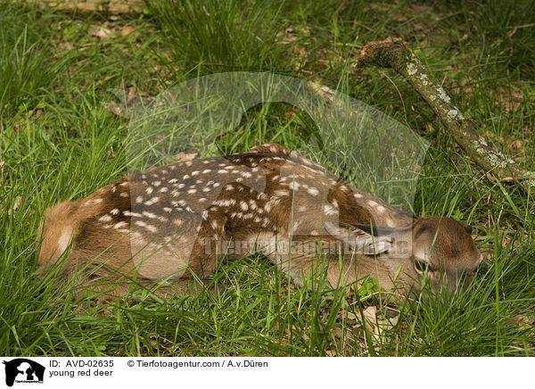 young red deer / AVD-02635