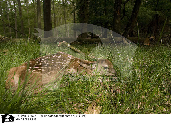 young red deer / AVD-02636