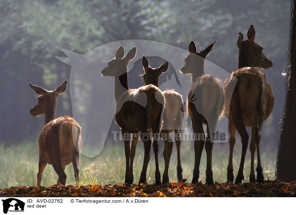 Rotwild / red deer / AVD-02762