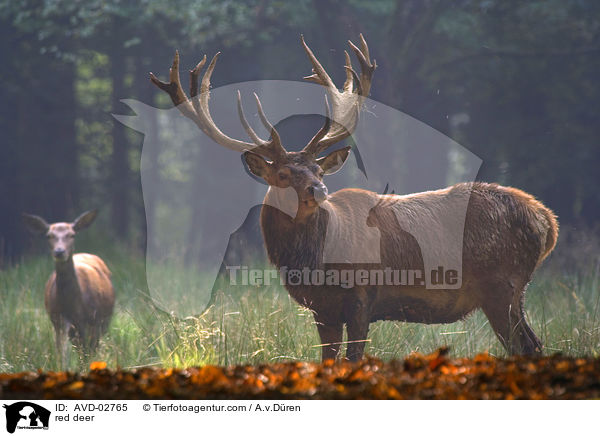 red deer / AVD-02765