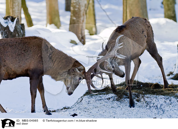 Rotwild / red deer / MBS-04985