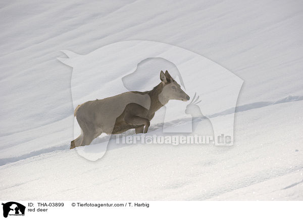 Rotwild / red deer / THA-03899