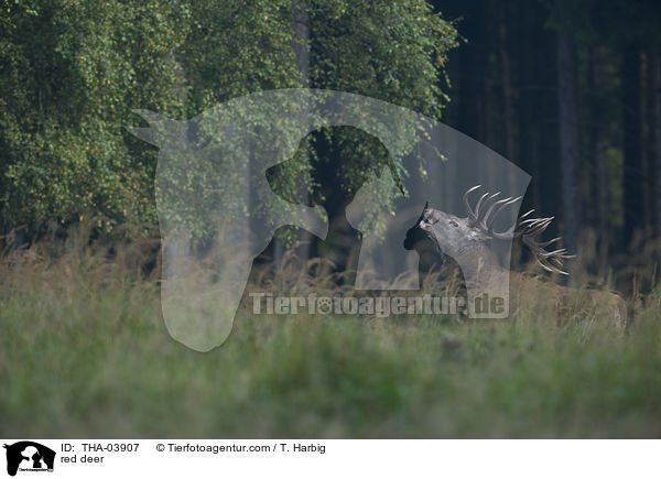 red deer / THA-03907