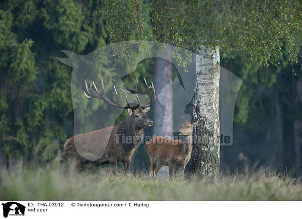 red deer / THA-03912