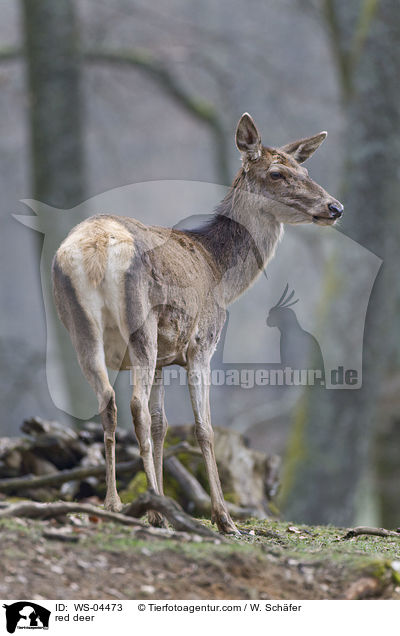 Rotwild / red deer / WS-04473