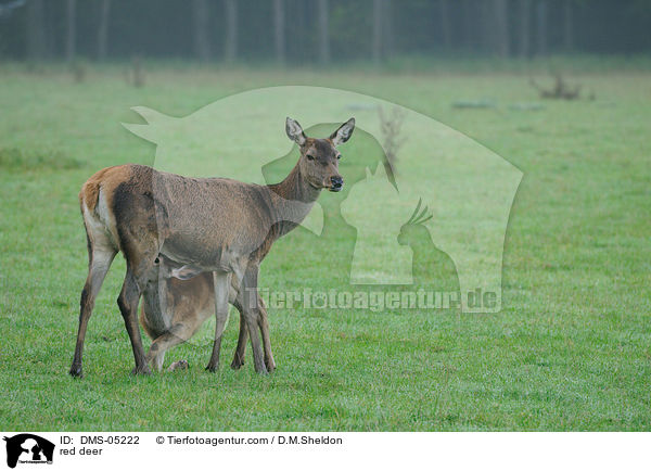 red deer / DMS-05222
