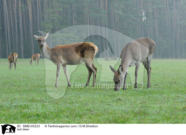 red deer / DMS-05223