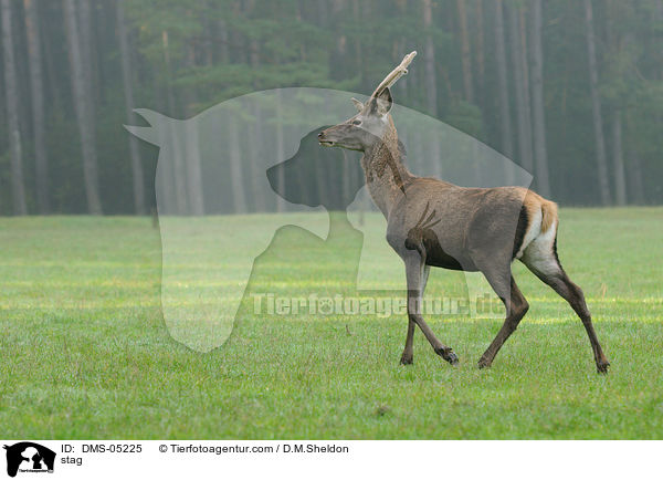 stag / DMS-05225