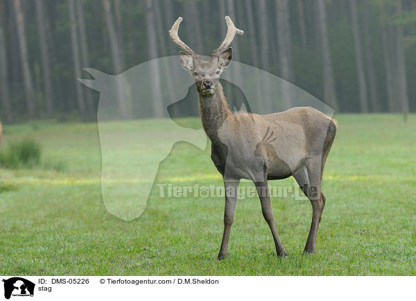 stag / DMS-05226