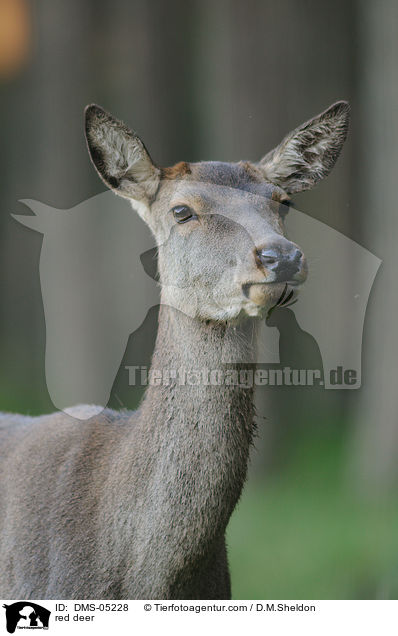 red deer / DMS-05228