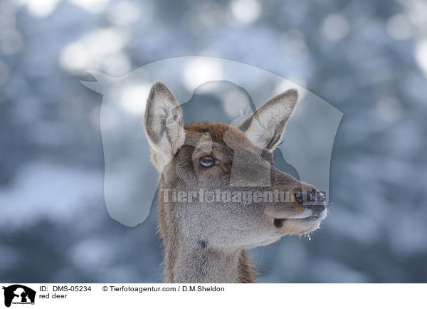 red deer / DMS-05234
