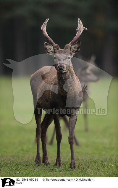 stag / DMS-05235