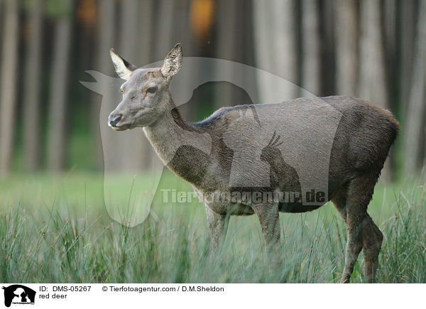 Rotwild / red deer / DMS-05267