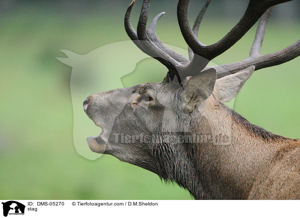 Hirschbock / stag / DMS-05270