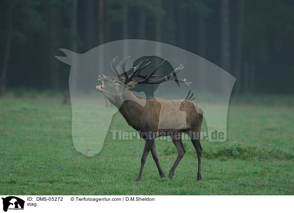 Hirschbock / stag / DMS-05272