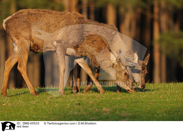 red deer / DMS-05533
