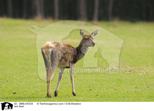 red deer / DMS-05535