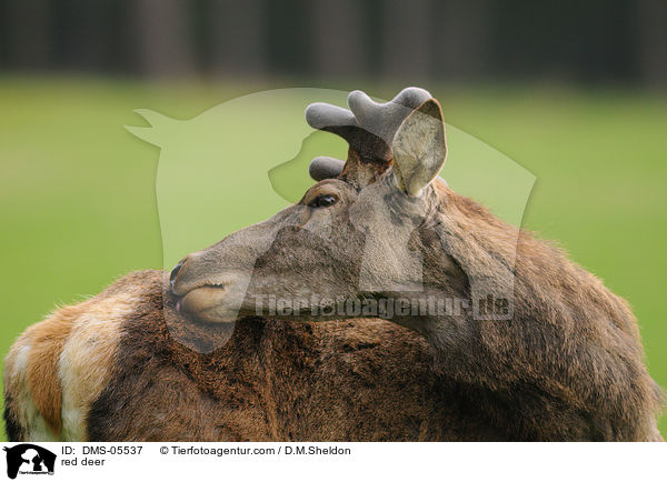 red deer / DMS-05537