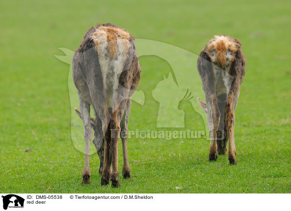 red deer / DMS-05538
